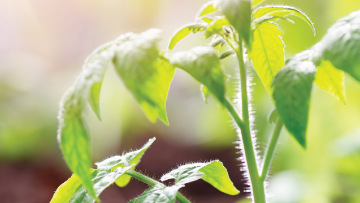 Soluções BASF para Horticultura 2020
